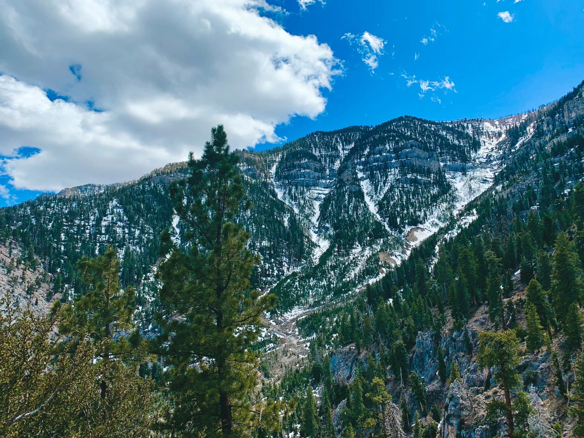 Picture of the Mt Charleston Mountains